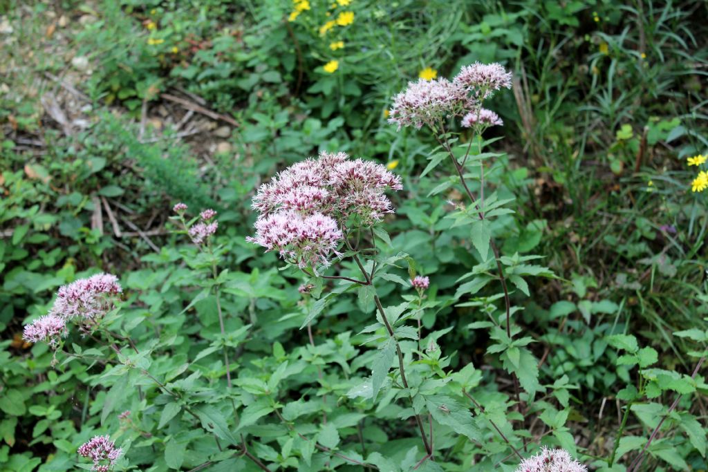 Eupatorium cannabinum